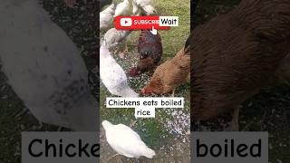 Chickens eats boiled rice  viralchick shortsfeed trending ytshorts [upl. by Rodmun]