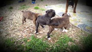 6 week old Brindle Boxer Puppies Playing [upl. by Brinson63]