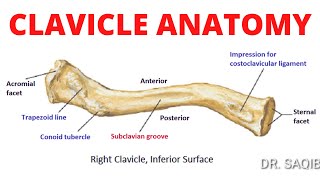 Clavicle Anatomy [upl. by Cassy]