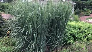 Prairie Winds Totem Pole Panicum  gardencrossingscom [upl. by Yenruoj]