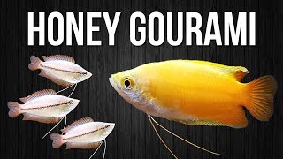 How to Breed Honey Gouramis [upl. by Yelra]