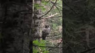 chouette birds birdslover bird animals animalsvideo animal animallover cute laurentides [upl. by Neerom]