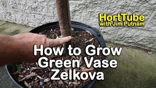 How to grow Green Vase Zelkova  Perfect Shade Tree in Urban Conditions [upl. by Kondon537]