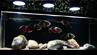 THE OSCAR AQUARIUM  complete tour  The king of DIY [upl. by Lledrev123]