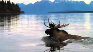 Fishing Bear Lodge  Alaska [upl. by Gussy]