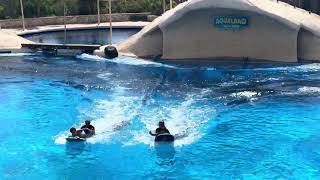 Aqualand Tenerife Dolphin show [upl. by Gavrielle]