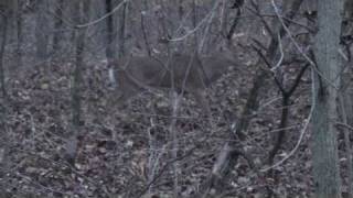 Bow kill using a Rage 2 blade mechanical broadhead [upl. by Scutt]