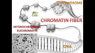 CHROMATIN STRUCTURE  HETEROCHROMATIN  EUCHROMATIN  NEET  HS [upl. by Ivanna]