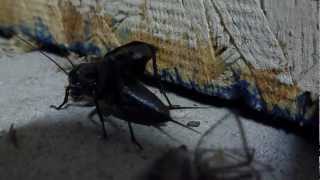 Annoying Intruder inside my garage in the middle of the night  Cricket Gryllidae [upl. by Felicity]