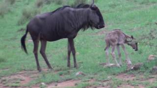 Newborn Wildebeest gnu finds its legs for the first time [upl. by Atiuqal35]