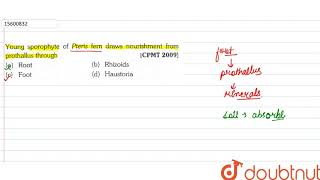 Young sporophyte of Pteris fern draws nourishment from prothallus through [upl. by Niki]