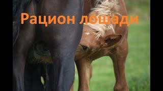 Как составить рацион для лошади [upl. by Kecaj]