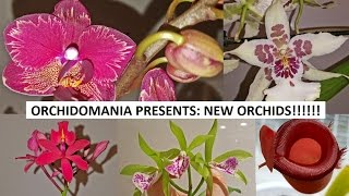 Orchidomania Presents New Orchids [upl. by Siladnerb]