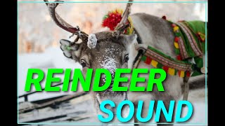 Reindeer sound effect  Animal Planet  Discovery  Extreme [upl. by Wellesley]