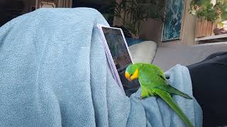 Barraband parakeet sounds Stuntel watching movies [upl. by Ailisec]