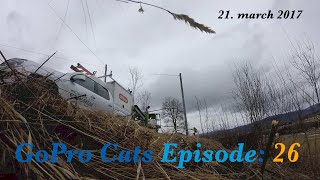 Cat with GoPro  hiding from car  Ep 26 [upl. by Frasch889]