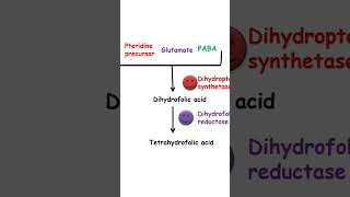 Cotrimoxazole mechanism of action pharmacology [upl. by Nilyarg665]