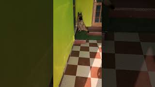 German shepherd dog youtubedoglover funnyclips funny short viralshort [upl. by Eirahcaz]