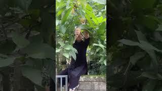 Harvesting cocoa fruit again harvest cocoa fruit kerala home garden 🇮🇳 [upl. by Ulick]