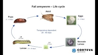 Fall Armyworm Update  Australia [upl. by Siramed719]