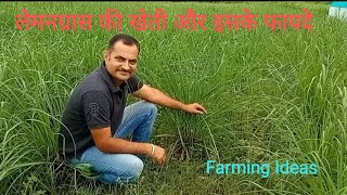 Lemongrass Farming and Benefits लेमनग्रास की खेती और फायदे [upl. by Gehlbach]