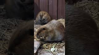 Beavers Juniper and Fenn Relaxing [upl. by Mathias]