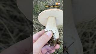 Cuando los corzos se dan un festín pero te dejan un Boletus edulis de primera para ti fyp shorts [upl. by Alexandro]