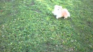 pekingese pomeranian mix playing [upl. by Barnabe]