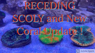 Receding Scoly and New Coral Update [upl. by Juster455]