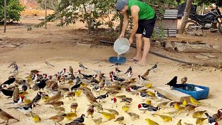 MUITOS CANÁRIOS DA TERRA COMENDO QUIRERA MARACÁSBA [upl. by Nobile]