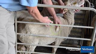 INJECTING SHEEP  SUBCUTANEOUS INJECTION [upl. by Alica819]