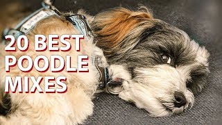 🐩 Top 20  Cutest Poodle Mix Breeds 🐩 [upl. by Adnicul]