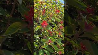 Hamelia patens firebush [upl. by Capp]