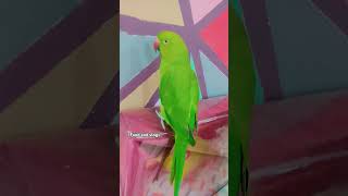 Cute Parrort 🦜 talking Mithu parrot talkingparot ytshort ytviral birds foodandvlogs [upl. by Ahseiyn212]