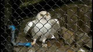 威嚇するシロフクロウ Snowy Owl Threaten [upl. by Burty89]