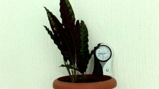 Time lapse  Calathea lancifolia  Calathea insignis [upl. by Spiro]