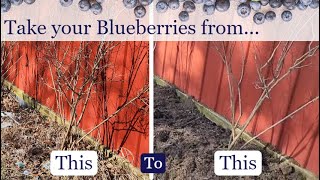 How To Care for Blueberry Bushes snip snip snip [upl. by Oni419]