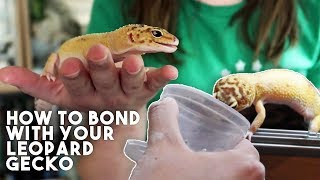 5 TIPS TO MAKE YOUR GECKO LOVE YOU [upl. by Yttak]