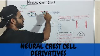 NEURAL CREST CELL DERIVATIVES WITH MNEMONIC URDUHINDI [upl. by Vacuva]