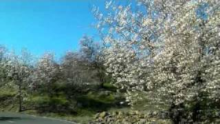 Almendros en Flor  Vilaflor Tenerife [upl. by Luciano]