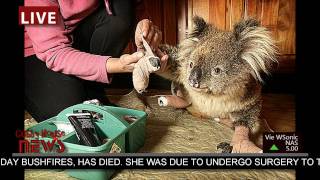 Sam the Koala is dead by CubbyHouseFilms HD [upl. by Aihsyt147]