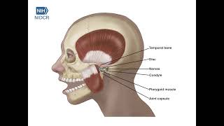 Normal TMJ in Motion [upl. by Yk]