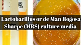 Lactobacillus or de Man Rogosa amp Sharpe media culture media lecture 26 [upl. by Delmar647]