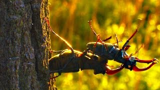 STAG BEETLE FIGHT  Hirschkäfer Kampf Jelonek rogaczLucanus Cervus [upl. by Grindlay415]