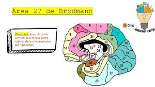 ÁREAS DE BRODMANN [upl. by Fenelia]