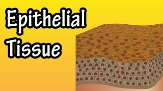 Epithelial Tissue  What Is Epithelial Tissue  Functions Of Epithelial Tissue  Epithelial Cells [upl. by Haye141]