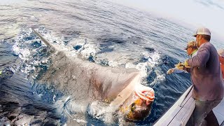 Unbelievable Fishermen Longline Fishing Tuna And Shark Catch Thousands of Monster Fish The Big boat [upl. by Anav]