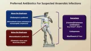 Antibiotics for Anaerobic Infections Antibiotics  Lecture 6 [upl. by Acsot]