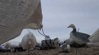 Snow Goose Almost Takes Out A Hunter [upl. by Avla]