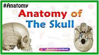 Anatomy of the Skull Norma basalis  Anterior part  Middle part and Posterior part [upl. by Enirok125]